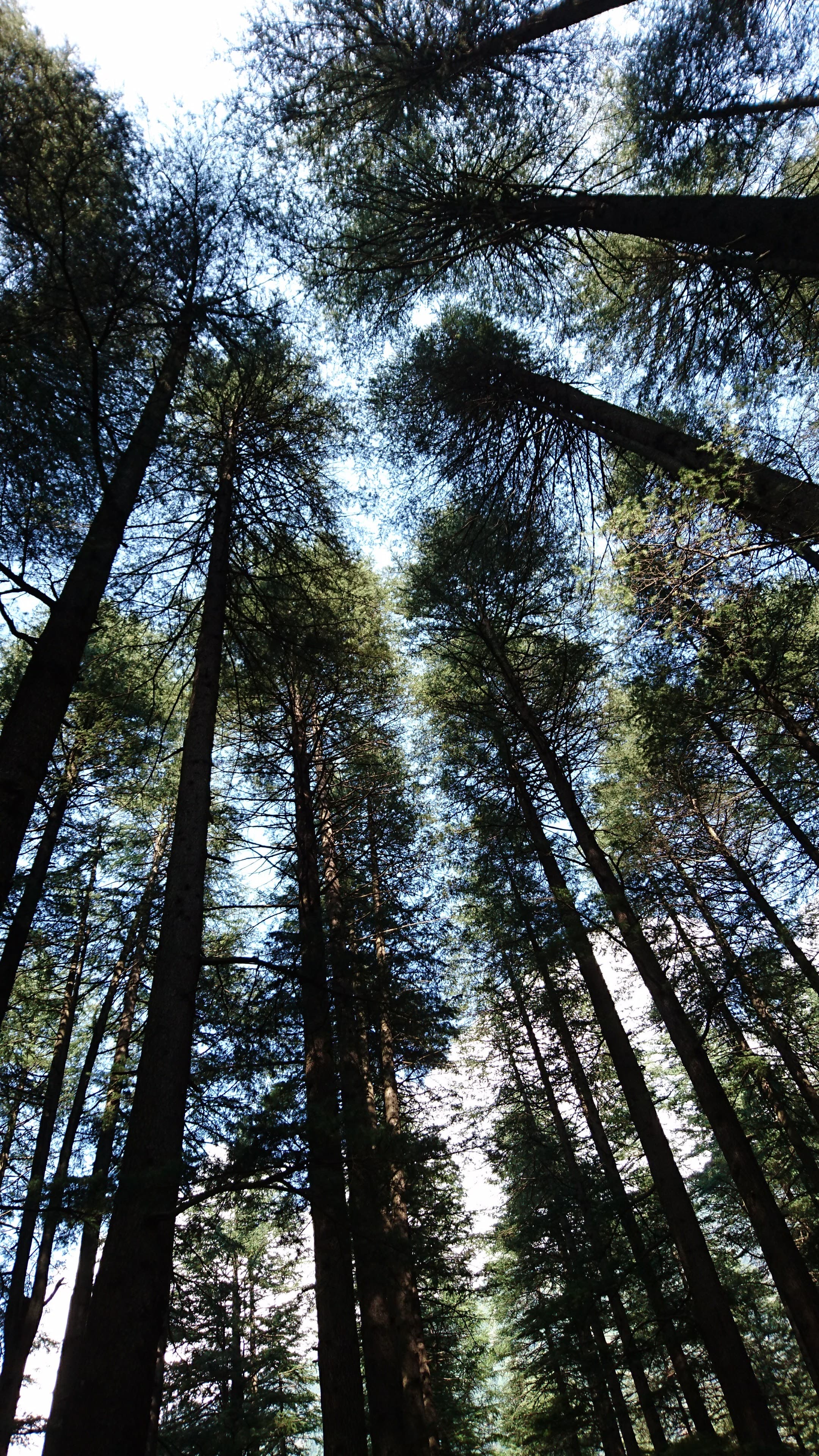 Picnic in the woods!